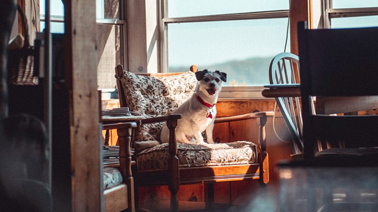 Pet friendly cabin rentals near Pokagon State Park