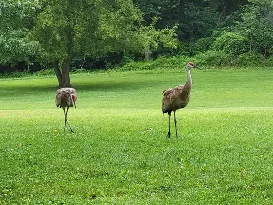 pokagon state park cranes